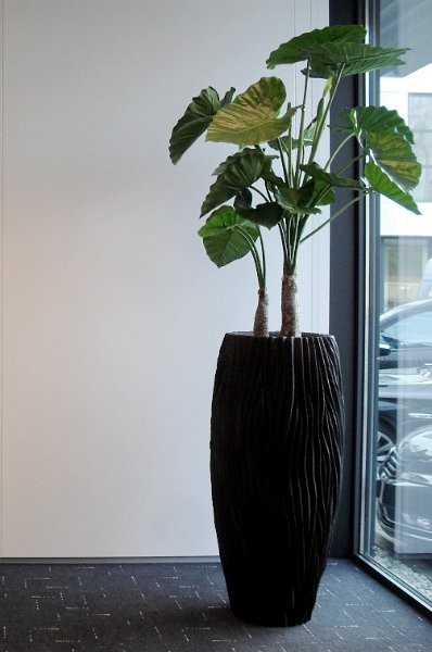 alocasia calidora in river black